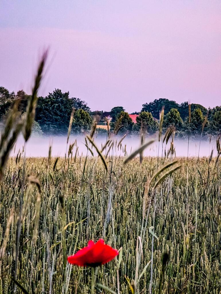 Fokusgram Fotografie